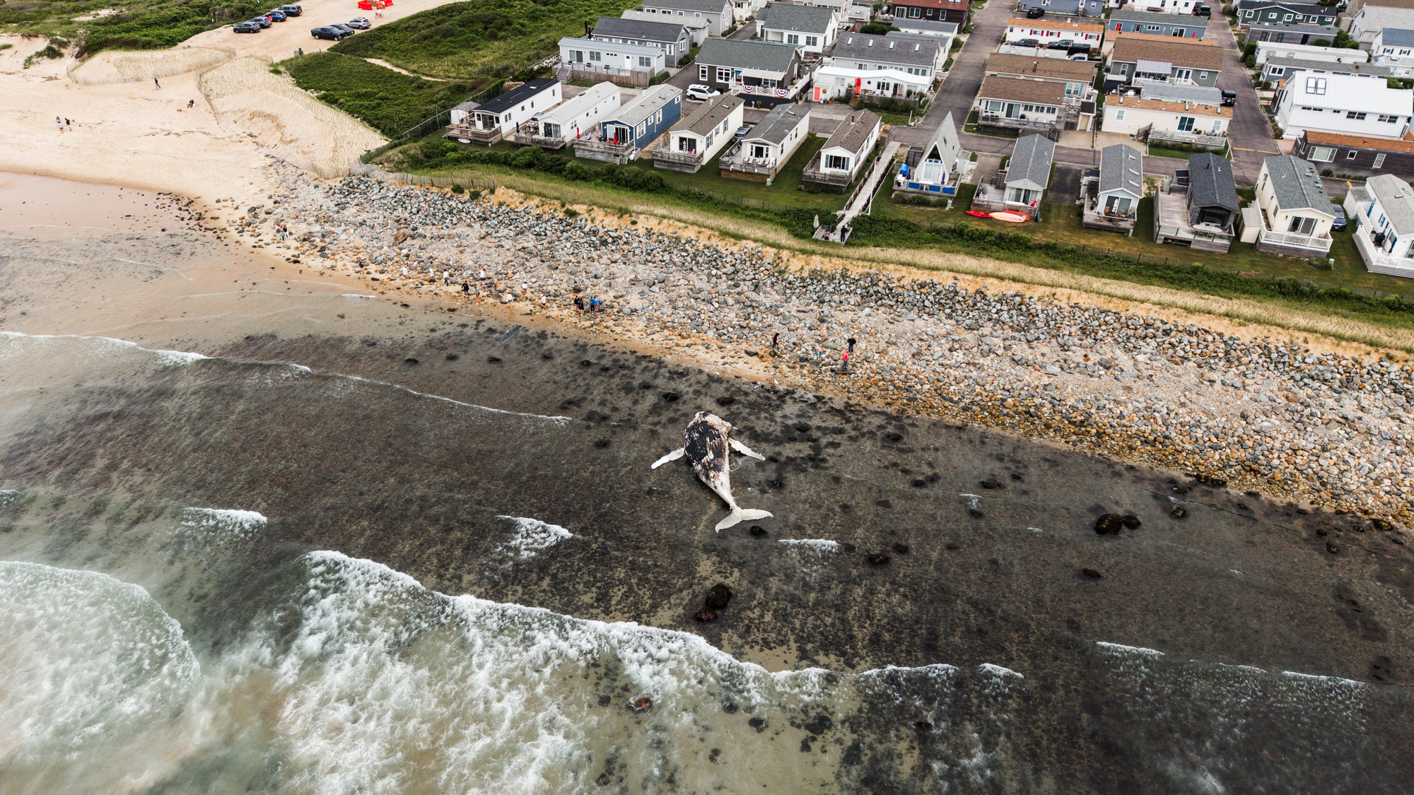 Dead whale in Montauk.